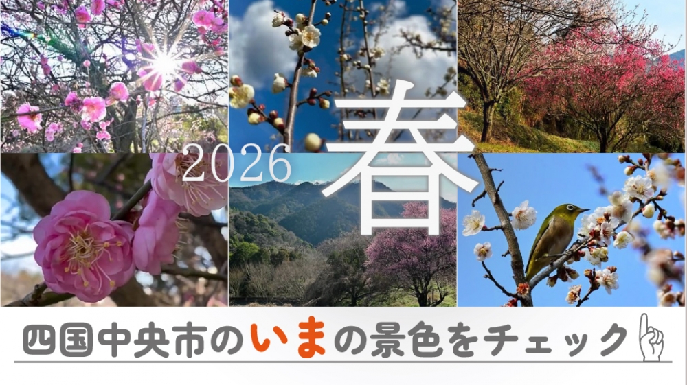 撮りたて!しこちゅ〜倶楽部